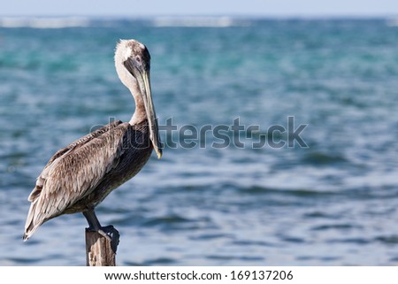 A pelican sits on a pylon post with the sunshine on its back and the blue waters of the Caribbean Ocean behind him.