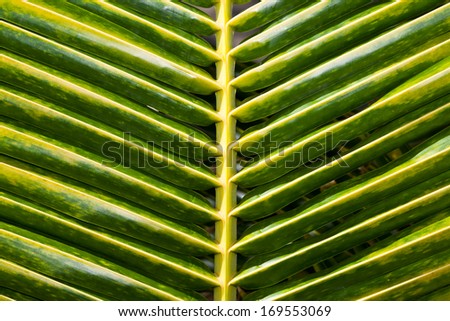 A close up of a section of palm leaf with green and yellow leaf detail in the sunshine.