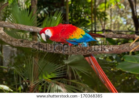 A scarlet macaw bird with brightly colored feathers, perched on a branch with a curious look.