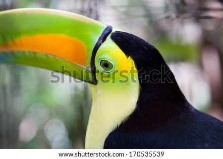 Black and yellow feathers frame green and yellow skin around a green eyed toucan with a large beak.