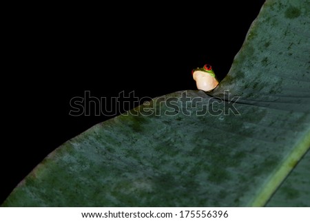 A small tree frog with red eyes peeks over a large banana tree leaf at night in the Belize jungle.  Isolated on black.