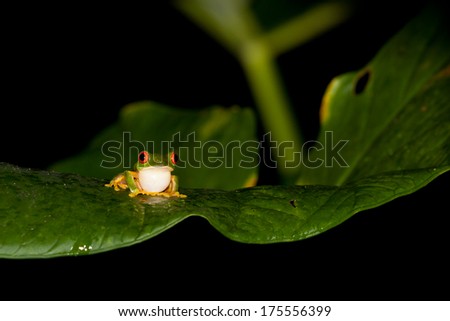 A red eye tree frog sits on a wet leaf with its throat puffed out at night in the jungle of Belize.