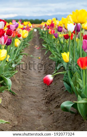 A red tulip bends over into the dirt row between planted groups of multi-colored tulip flowers.