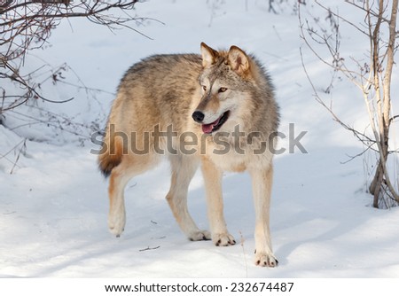 A young timber wolf walking through a wooded area covered in snow with afternoon shadows.