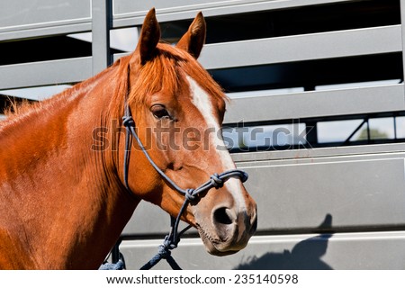 A close up of a reddish brown horse tied with a blue rope halter to a horse trailer.