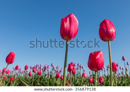 Three bright red tulips in the morning sunshine at a tulip farm in Oregon with a blue sky background.