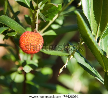 A spiky textured lychee fruit glows bright orange with tips of red lit by the sunshine against a blurred background of  leaves.