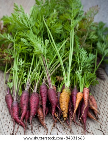 Rainbow carrots just picked from the garden, with dirt residue and green tops, laying on a wooden surface.