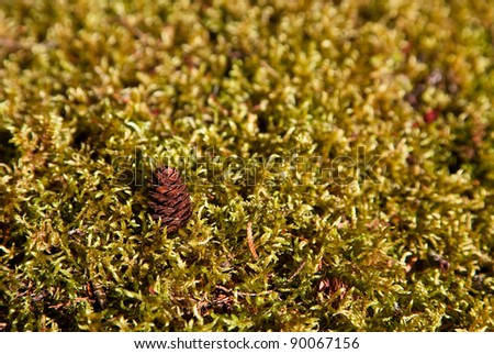 A tiny open brown pinecone rests in an upright position where it fell on a soft bed of green moss.