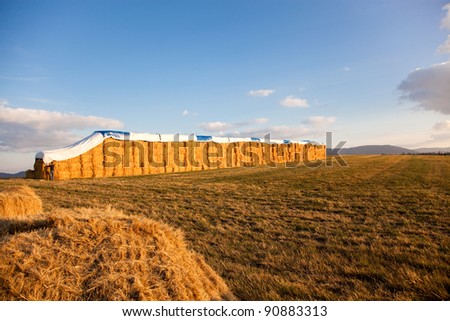 Looking from behind a broken bail of hay to a field with a huge long stack of giant hay bails that have a tarp on top and a man standing at one end.