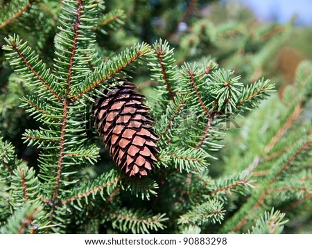 Close up of a pine cone or fir cone in a conifer tree at a Christmas tree farm.