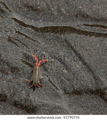 A very small shrimp like sea creature crawls on dark wet sand trying to get back to the ocean.
