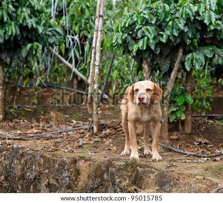 A small dog stands guard on a rock ledge protecting its owners coffee plantation in Costa Rica.