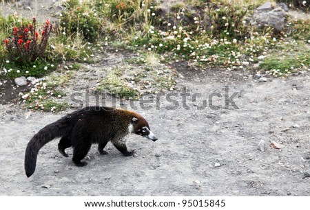 A Costa Rician white nosed coati, which is similar to a raccoon, walks through a parking area looking for food but avoiding people.