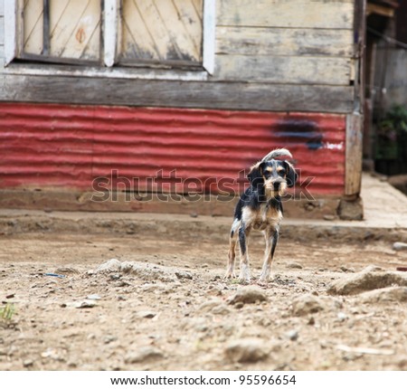 A watchful small rural dog stands ready to protect its owners tin and wooden slat home in Costa Rica.