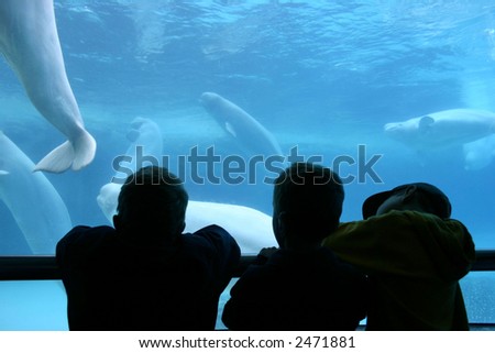 Three boy watching beluga whales swimming in a  aquarium
