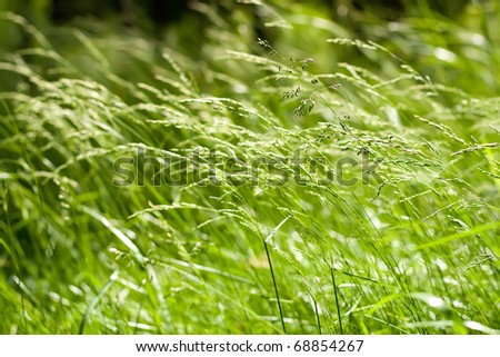 Close-up of bright green grass tending a breath of wind