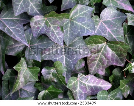 A Background of English Ivy, Hedera helix, with its newer glossy dark green leaves and older green and purple leaves.