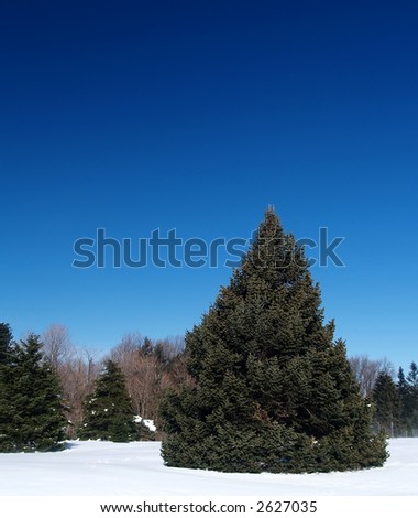 A large pine tree sits separate from the other smaller trees in the background