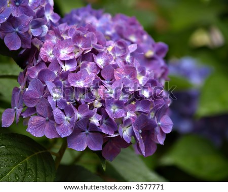 Cluster of Hydrangea flowers in purple