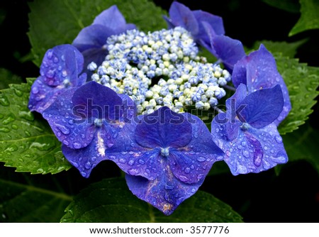 Ring of Hydrangea flowers in blue with white and blue buds in the center