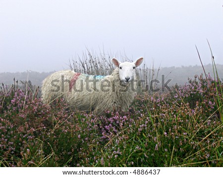 Irish sheep stands alert amongst the tall grasses and heather in the mist