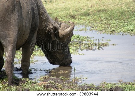 A dirty buffalo drinking in Amboseli national park