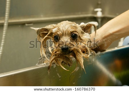 Dog Wash Before Shearing