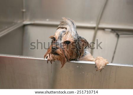 Dog wash before shearing