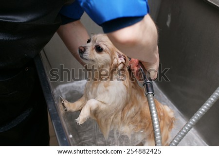 dog wash before shearing