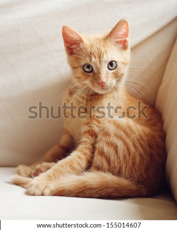 Sitting cute ginger kitten with direct eye contact