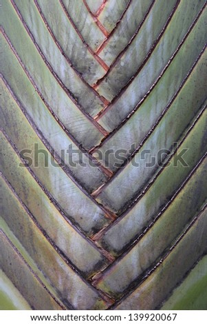 Abstract Texture of Traveller\'s tree body