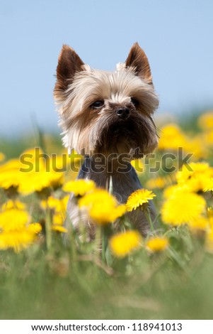 Yorkshire Terrier portrait on blooming meadow