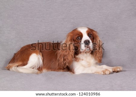 Portrait of a Cavalier King Charles Spaniel on a gray background
