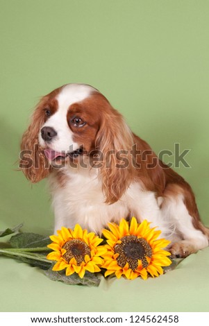Portrait of a Cavalier King Charles Spaniel on a green backgroun