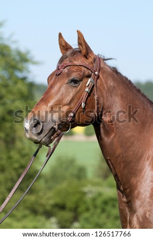 Beautiful American Quarter horse stallion posing