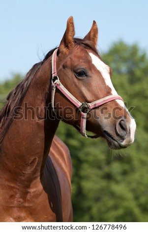 Young American Quarter horse stallion in the pasture
