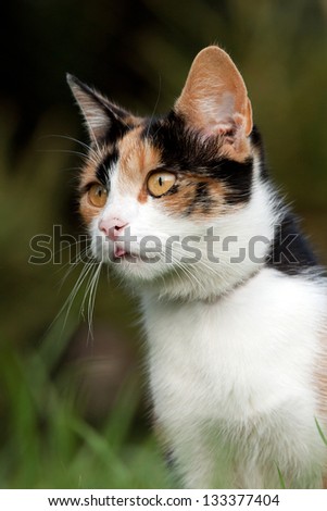 Beautiful calico cat in the grass