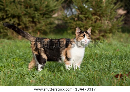 Beautiful calico cat walking grass