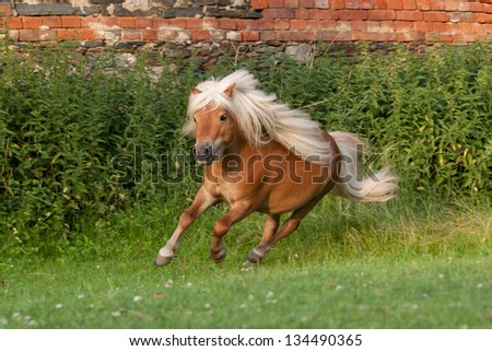 Portrait of running minishetland stallion