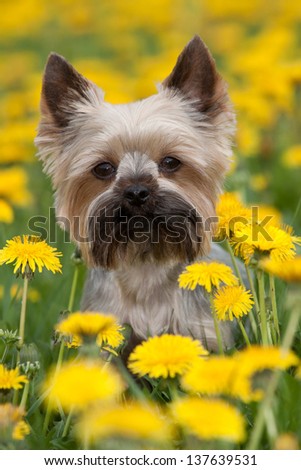 Yorkshire Terrier portrait on blooming dandelion meadow