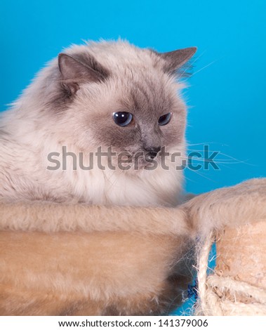 White Pure Bred Ragdoll Cat on blue background