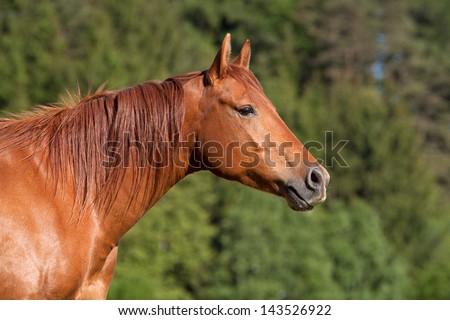 Nice Quarter horse posing on pasture