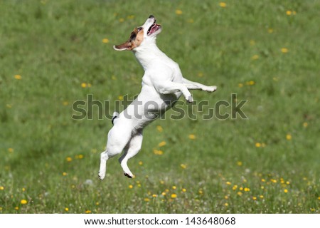 Nice Jack Russel Terrier jumping