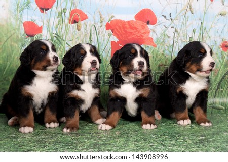 Four puppies Bernese mountain dog in studio