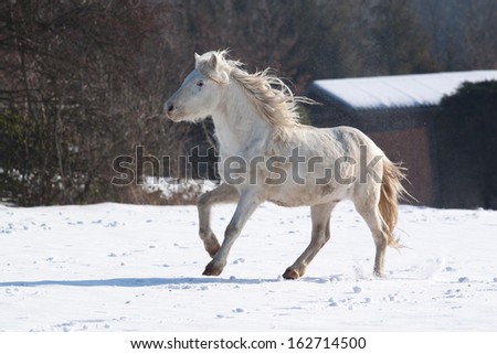 Nice pony running through snowy landscape