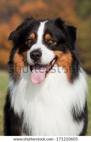Portrait of nice Australian shepherd dog outdoors