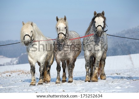 Portrait of a three big horses on a snowy meadow