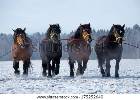 Four big horses walk along a snowy meadow