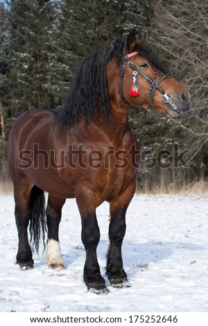 Portrait of a nice big horse